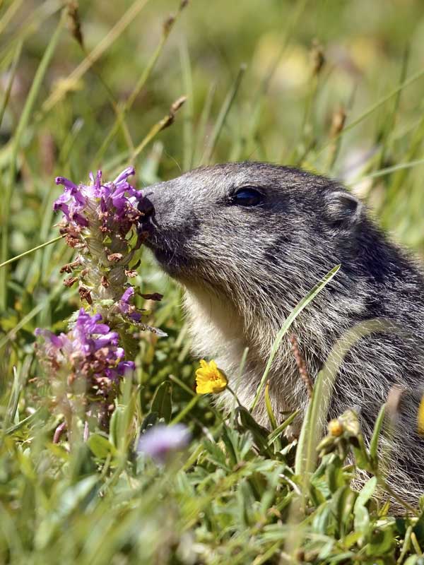 faune flore montagne